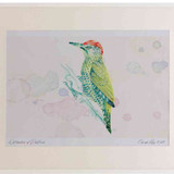 A2 green woodpecker juvenile