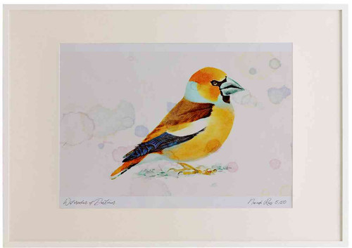 A2 hawfinch male breeding plumage.jpg