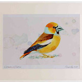 A2 hawfinch male breeding plumage