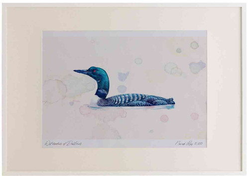 A2 great northern diver breeding plumage.jpg