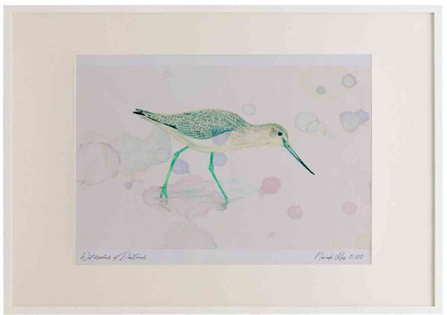 A2 greenshank nonbreeding plumage.jpg