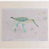 A2 greenshank nonbreeding plumage