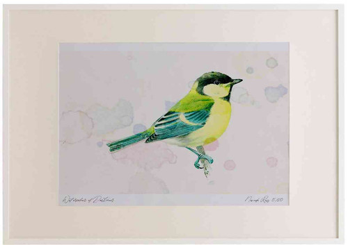 A2 great tit juvenile.jpg