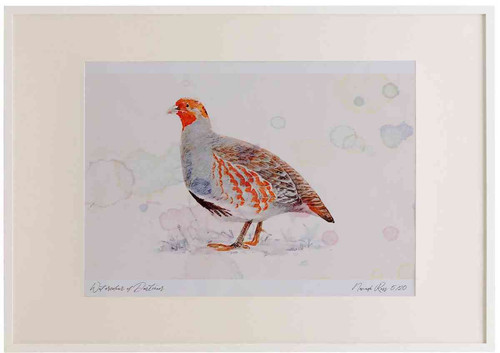 A2 grey partridge adult male.jpg