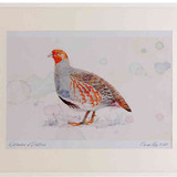 A2 grey partridge adult male