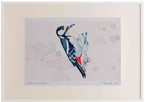 A2 great spotted woodpecker female.jpg