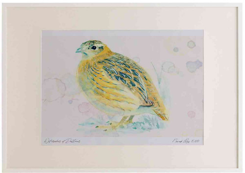 A2 grey partridge juvenile.jpg