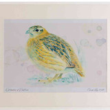 A2 grey partridge juvenile