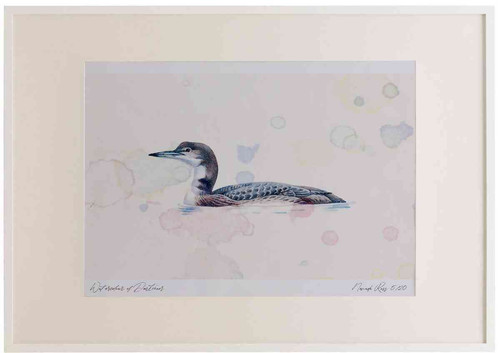 A2 great northern diver firstwinter.jpg