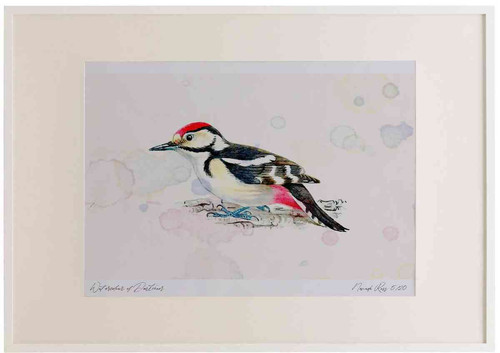 A2 great spotted woodpecker juvenile.jpg
