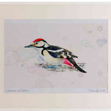 A2 great spotted woodpecker juvenile
