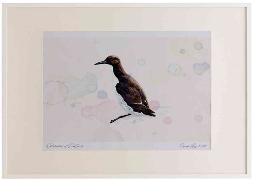 A2 guillemot.jpg