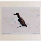 A2 guillemot