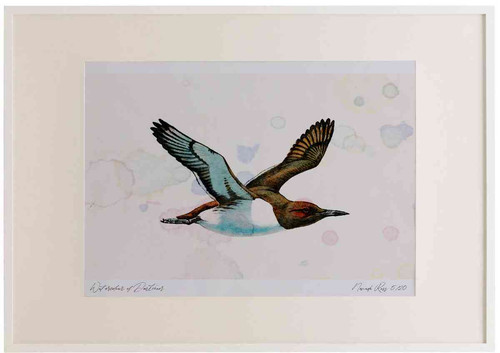 A2 guillemot inflight.jpg