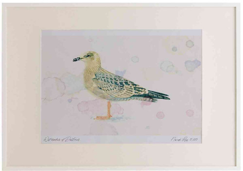 A2 herring gull juvenile.jpg