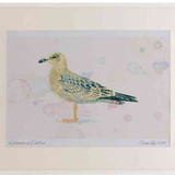 A2 herring gull juvenile