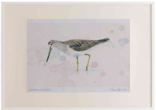 A2 greenshank breeding plumage.jpg