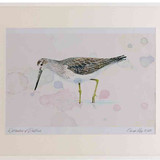 A2 greenshank breeding plumage
