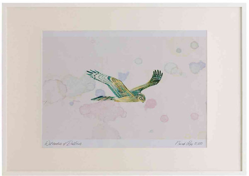 A2 hen harrier femalejuvenile.jpg