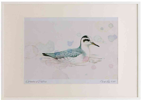 A2 grey phalarope.jpg