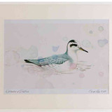 A2 grey phalarope