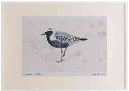 A2 grey plover breeding plumage.jpg