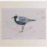 A2 grey plover breeding plumage