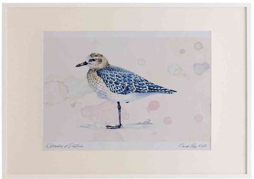 A2 grey plover winterplumage.jpg