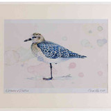 A2 grey plover winterplumage