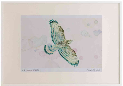 A2 honey buzzard female.jpg