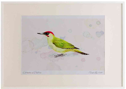 A2 green woodpecker male.jpg