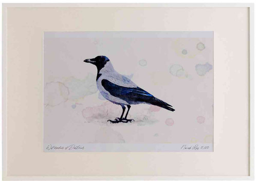 A2 hooded crow.jpg