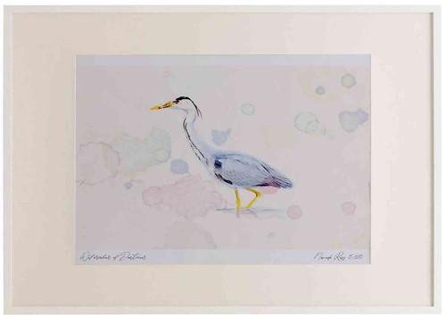 A2 grey heron adult.jpg
