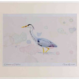 A2 grey heron adult