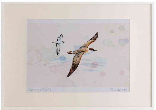 A2 great shearwater.jpg