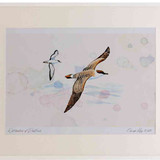 A2 great shearwater