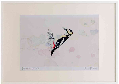 A2 great spotted woodpecker male.jpg