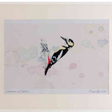 A2 great spotted woodpecker male