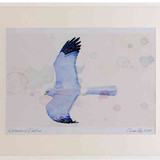 A2 hen harrier male