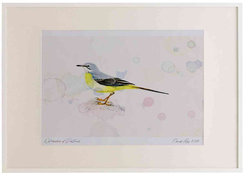 A2 grey wagtail female.jpg