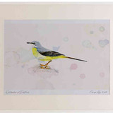 A2 grey wagtail female