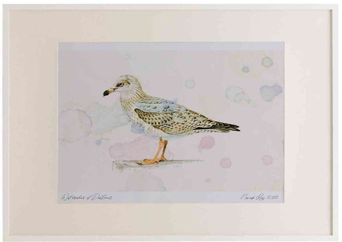 A2 herring gull secondwinter.jpg