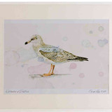 A2 herring gull secondwinter