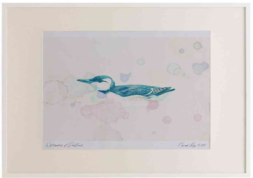 A2 guillemot winter.jpg