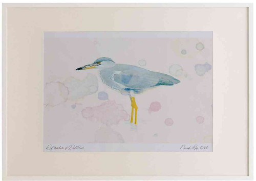 A2 grey heron immature.jpg