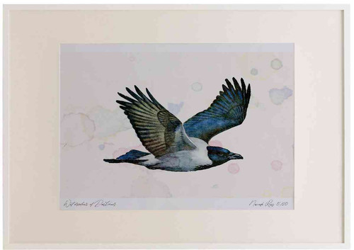 A2 hooded crow inflight.jpg