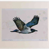 A2 hooded crow inflight