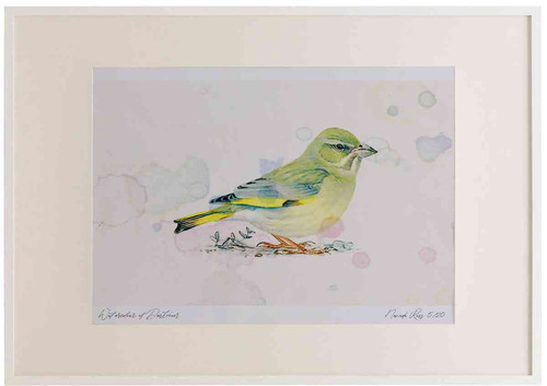 A2 greenfinch female.jpg