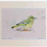 A2 greenfinch female
