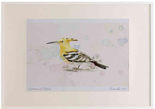 A2 hoopoe.jpg